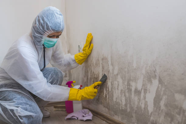 Best Post-Flood Mold Remediation in Sumas, WA