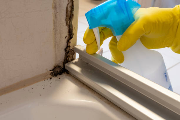 Best Localized Mold Remediation (e.g., coastal areas, humid climates) in Sumas, WA