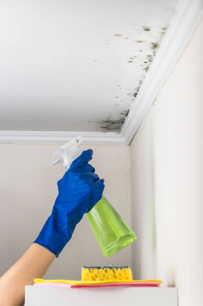 Best Post-Flood Mold Remediation in Sumas, WA